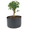 pre_bonsai_mini_goiaba_4_anos_27_cm_14885_2_213de020dc26955905c85be62c911035