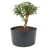 pre_bonsai_mini_goiaba_4_anos_27_cm_14885_3_c0bdb086e4926d11f029fdd6d1e5fddd