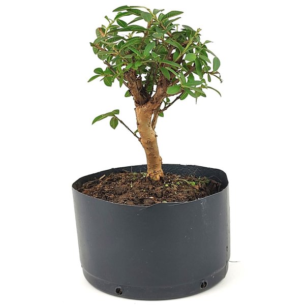 pre_bonsai_mini_goiaba_4_anos_27_cm_14885_4_d373549d50bb3599d99f6d9c49e7e2dc
