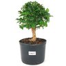 pre_bonsai_mini_gabiroba_4_anos_28_cm_14895_1_d221f889686fa325d8e8d35cb427e2c4