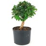 pre_bonsai_mini_gabiroba_4_anos_28_cm_14895_2_c0a5b5b686fa7a8a75bcd4eb24d3d25a