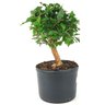 pre_bonsai_mini_gabiroba_4_anos_28_cm_14895_3_4a664e30fb69d86d9a82b9ce970739c1