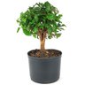 pre_bonsai_mini_gabiroba_4_anos_28_cm_14895_4_67d466f612ee6a649ad150788dfbdd53