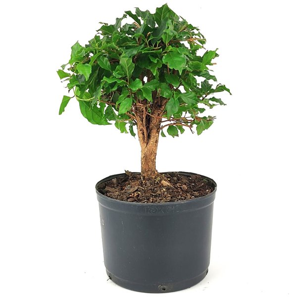 pre_bonsai_mini_gabiroba_4_anos_28_cm_14895_4_67d466f612ee6a649ad150788dfbdd53