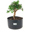 pre_bonsai_mini_gabiroba_5_anos_28_cm_14897_1_22dbe54192f3d8c7feab24344198382d