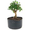 pre_bonsai_mini_gabiroba_5_anos_28_cm_14897_3_98136c196de0ad99075e2304a2082fbf