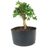 pre_bonsai_mini_gabiroba_5_anos_28_cm_14897_4_7c682ce958e9e35f49d9e7bfd6eff2c0