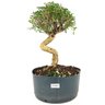 pre_bonsai_serissa_chinesa_7_anos_39_m_14899_1_c4ae96c6572dbc2550cae693764ed485