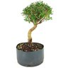 pre_bonsai_serissa_chinesa_7_anos_39_m_14899_2_9dd36d39b8c54b6d59585d52691c370f