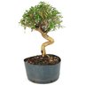 pre_bonsai_serissa_chinesa_7_anos_39_m_14899_3_0e183747fbba3c5312db659ab65d6943