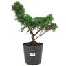 pre_bonsai_shimpaku_5_anos_35_cm_14911_1_79631e53d3d93516171de5a573ee31d7