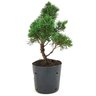 pre_bonsai_shimpaku_5_anos_35_cm_14911_2_cf4d50b3cc561794518fc179a4772b48