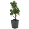 pre_bonsai_shimpaku_5_anos_35_cm_14911_4_1c1613ede61df8b778e8ae513188fbe5