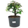pre_bonsai_caliandra_rosa_4_anos_25_cm_14913_1_ccaafee9c94e246123172ff42de423aa