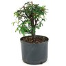 pre_bonsai_caliandra_rosa_4_anos_25_cm_14913_2_9f09b39d6ef02005d7bc006bd5615ae9