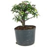 pre_bonsai_caliandra_rosa_4_anos_25_cm_14913_3_deccbff0c7f6d9b5e02758ce9ff79c63
