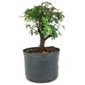 pre_bonsai_caliandra_rosa_4_anos_25_cm_14913_4_e203a74a01f2d978b4758659811bea3d