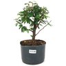 pre_bonsai_caliandra_rosa_3_anos_27_cm_14915_1_83376994d413e68efb1f638b1830f956