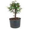 pre_bonsai_caliandra_rosa_3_anos_27_cm_14915_2_b8d712a2f450780799b4200302cc0d4d