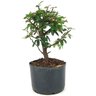 pre_bonsai_caliandra_rosa_3_anos_27_cm_14915_3_606a1fd800b44964da8e18d571220fae
