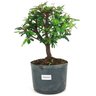 pre_bonsai_caliandra_rosa_4_anos_29_cm_14919_1_9004a899f7fc3b468af3f82193124797