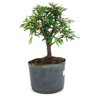 pre_bonsai_caliandra_rosa_4_anos_29_cm_14919_2_a345443bb9038a3c64438afcddf1df4d