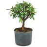 pre_bonsai_caliandra_rosa_4_anos_29_cm_14919_3_611cba0ae6a26bdee22a2c88a003570e