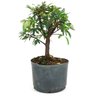 pre_bonsai_caliandra_rosa_4_anos_29_cm_14919_4_e6bcd6c93560b00c412071bc27becee3