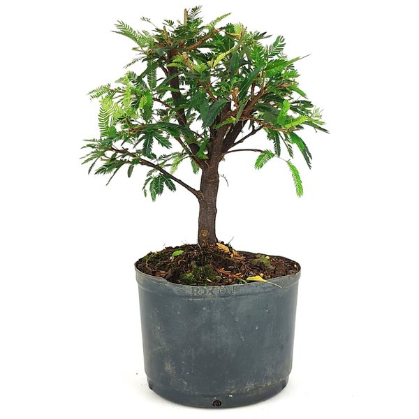 pre_bonsai_caliandra_rosa_4_anos_29_cm_14919_4_e6bcd6c93560b00c412071bc27becee3