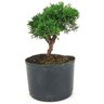 pre_bonsai_shimpaku_3_anos_23_cm_14925_2_b0d9c4347efd4bec1c878051b11037dc