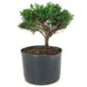 pre_bonsai_shimpaku_3_anos_23_cm_14925_3_862b21a3d025d9ac68ee77f2ee5d544e