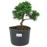pre_bonsai_shimpaku_3_anos_24_cm_14929_1_bf62b4894105a40947a1b30fb039fa0e
