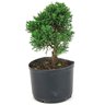 pre_bonsai_shimpaku_3_anos_24_cm_14929_2_9b366d8dffebd2fcab3b5a538918f8a0