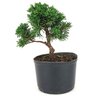 pre_bonsai_shimpaku_3_anos_24_cm_14929_3_5cd1cec8e7e7e61b55c6f8f70e58f85b
