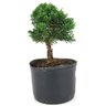 pre_bonsai_shimpaku_3_anos_24_cm_14929_4_3fdfc7da77cc3240b479a54eb61b6625