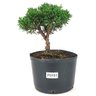 pre_bonsai_shimpaku_3_anos_23_cm_14931_1_fe6668431c91e9b5edbb0909a2a88967