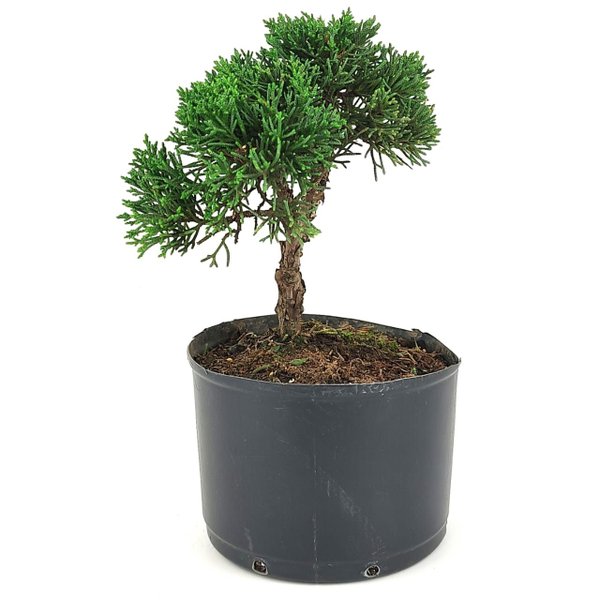 pre_bonsai_shimpaku_3_anos_23_cm_14931_2_f5aa03cf6e1db22d61f2683ef3a0ffeb