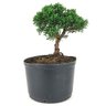 pre_bonsai_shimpaku_3_anos_23_cm_14931_3_a7af20571f38dffefffa028c8594db88