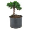pre_bonsai_shimpaku_3_anos_23_cm_14931_4_c348cc9a3f16b23e49f04a169f6f3f7d