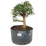 pre_bonsai_mini_goiaba_7_anos_34_cm_14935_1_43186083027970216ed963a7276461c1