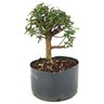 pre_bonsai_mini_goiaba_7_anos_34_cm_14935_3_fa10c8e49dd41470d7f851cbeaecda1b