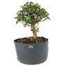 pre_bonsai_mini_goiaba_7_anos_34_cm_14935_4_86f2e5d588a004d5bf30305f160718ad