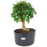 pre_bonsai_mini_gabiroba_7_anos_38_cm_14937_1_42e6f99e20fe7c575d9df96d01562089