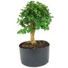 pre_bonsai_mini_gabiroba_7_anos_38_cm_14937_3_71b7a3d2ebd43e23642f37c9ddcccad9