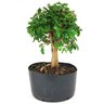 pre_bonsai_mini_gabiroba_7_anos_38_cm_14937_4_bac9519d6e92b6d7ed40a6d96e996433