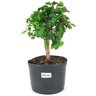 pre_bonsai_mini_gabiroba_3_anos_27_cm_14941_1_a95ad718c9956f7fd3a2cef39c6dd0a1