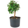 pre_bonsai_mini_gabiroba_3_anos_27_cm_14941_2_c43a4906f2b63af83de9e9076f5fb97f