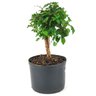 pre_bonsai_mini_gabiroba_3_anos_27_cm_14941_4_b69366d72f0d610e62a8f49100ae26ad