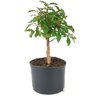 pre_bonsai_mini_gabiroba_3_anos_29_cm_14943_2_c6da25bd6cc3fa96df95720e57246e21
