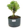 pre_bonsai_buxus_harlandi_3_anos_22_cm_14945_1_33a1a05434c2f1349e042e7d20cbcc5a